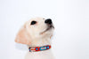 Seiba Overlay Dog Collar