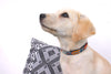 Seiba Overlay Dog Collar